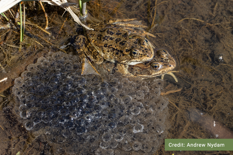 Columbia Spotted Frog - B.C. Reptiles & Amphibians