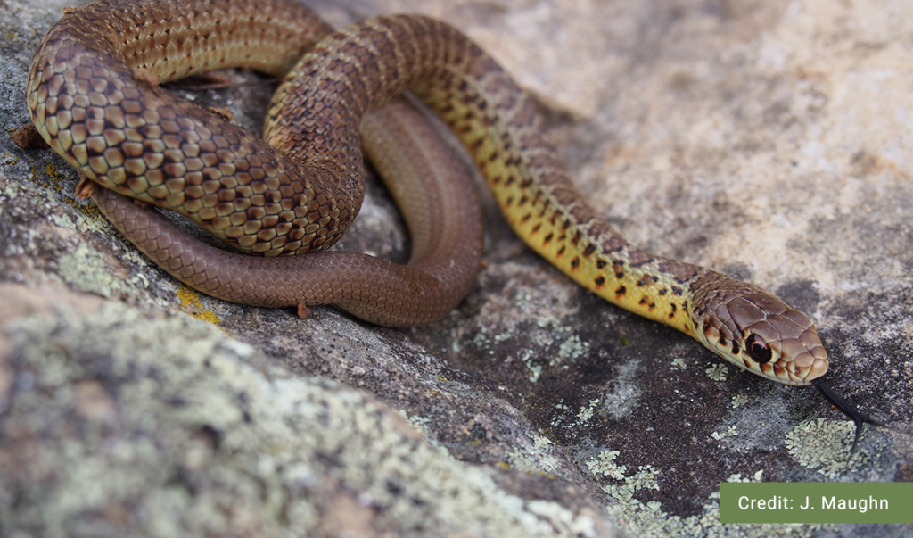 Western Yellow-bellied Racer - B.C. Reptiles & Amphibians