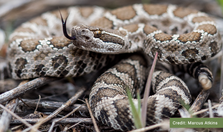 Western Yellow-bellied Racer - B.C. Reptiles & Amphibians