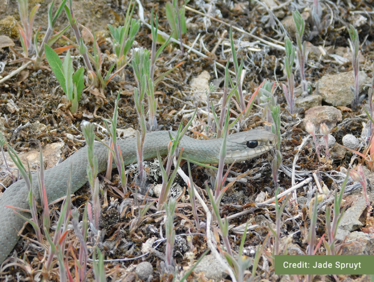 Western Yellow-bellied Racer - B.C. Reptiles & Amphibians