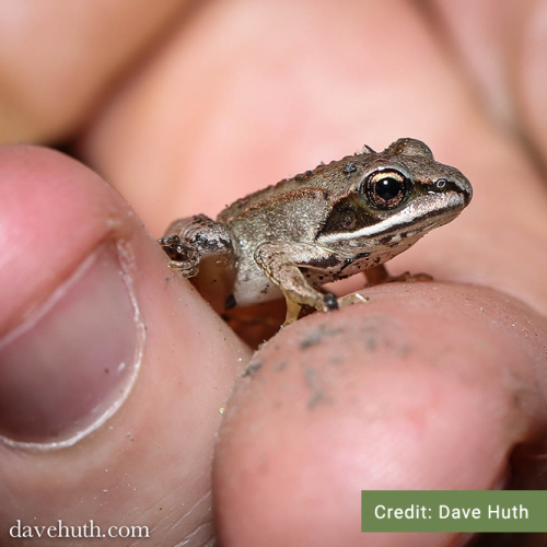 Dave-Huth---froglet---New-York_