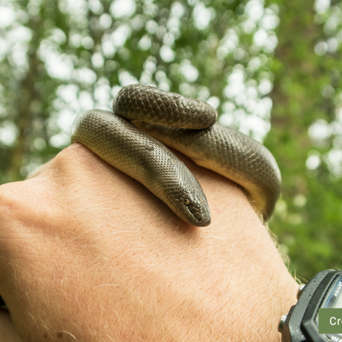 Marcus-Atkins---rubber-boa-in-hand-size-ref_