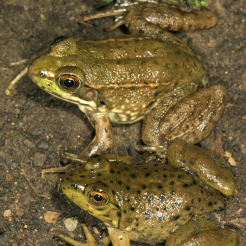 Todd-Pierson---green-frog-(top)-vs-bull-frog-(bottom)-no-dorsolateral-ridges