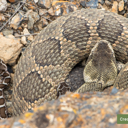 neonate-and-adult-rattlesnake-Nydam_